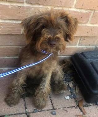 Upcoming Dogs – Doodle Rock Rescue – Dallas TX